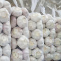 Snow white garlic from jin xiang